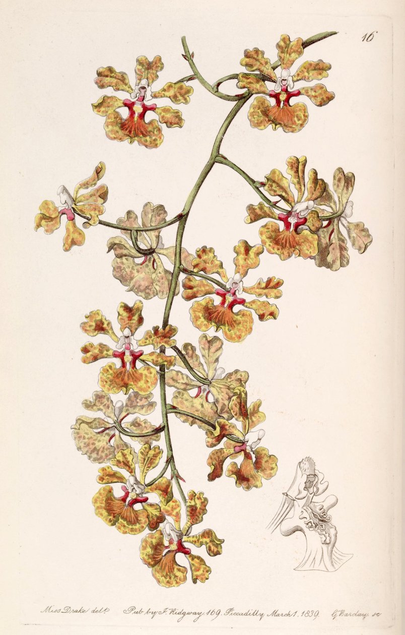 Kramerianum gnttata（SYN。Oncidioides luridum变种雀） 作者 德雷克小姐