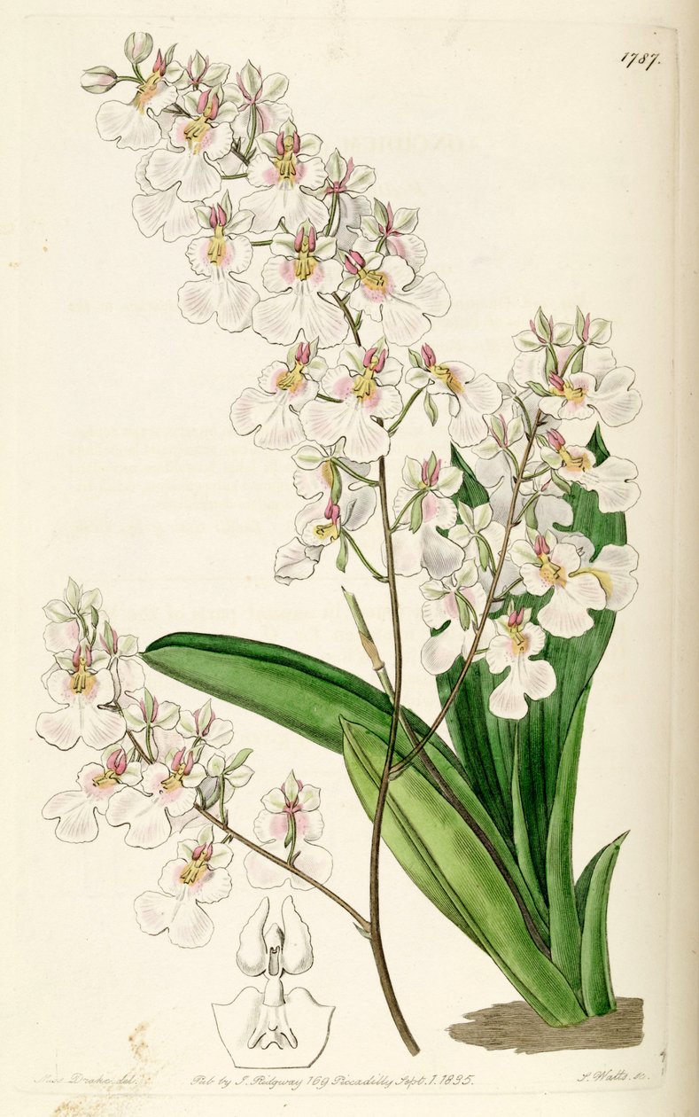 Tolumnia pulchella（同义词Oncidium pulchellum） 作者 德雷克小姐