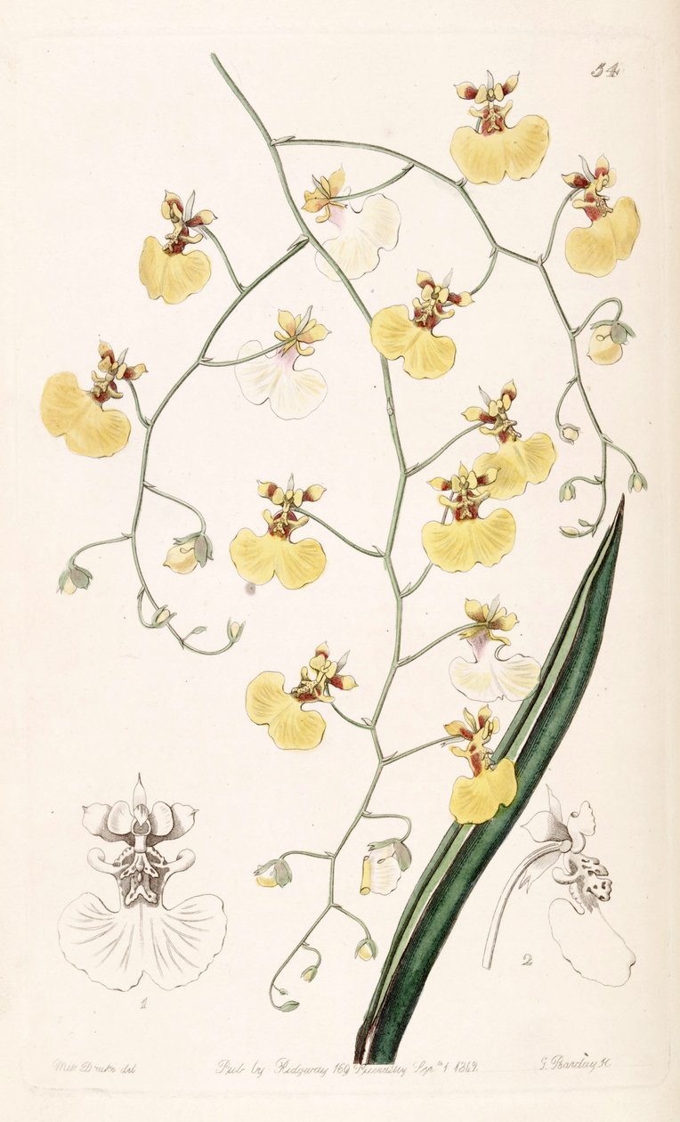 Tolumnia urophylla（as syn.Oncidium urophyllum） 作者 德雷克小姐