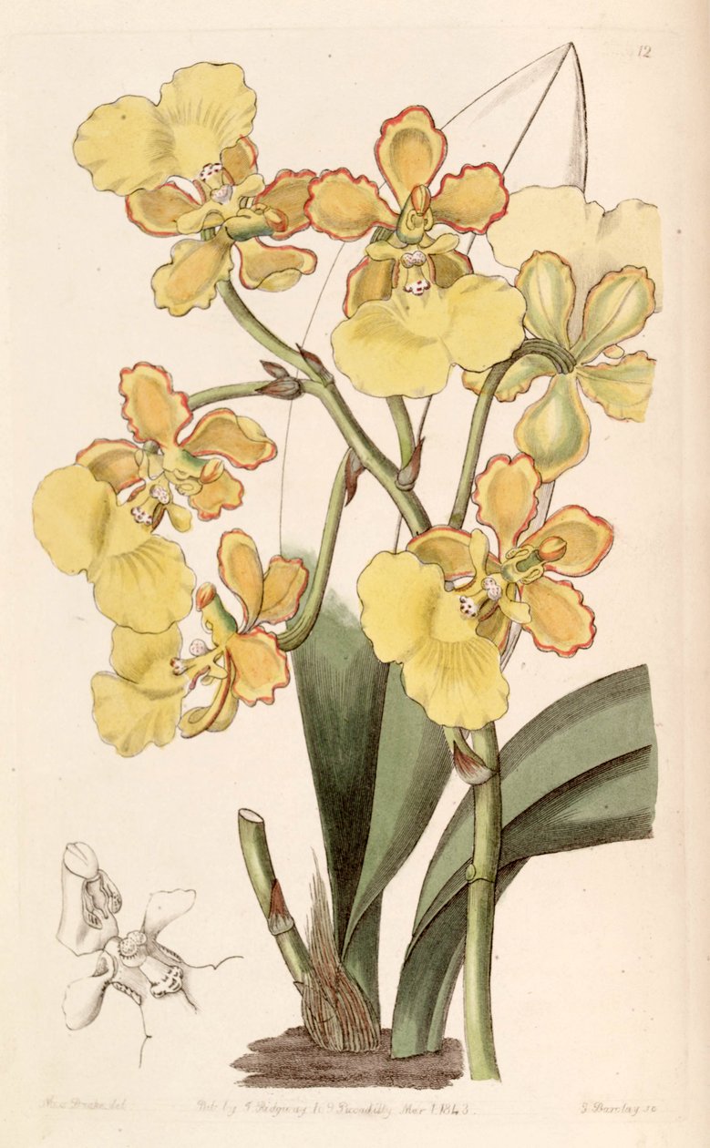Trichocentrum bicallosum（as syn.Incidium bicallosum） 作者 德雷克小姐