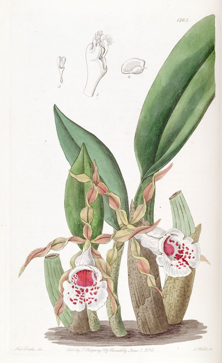 Trichopilia tortilis 作者 德雷克小姐