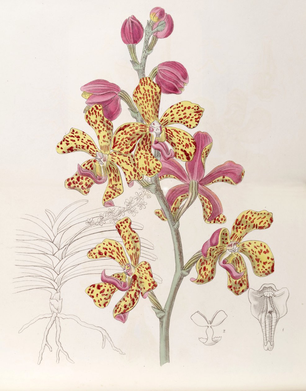 Vandopsis lissochiloides（as v.Vanda batemannii，拼写为Vanda batemanni） 作者 德雷克小姐