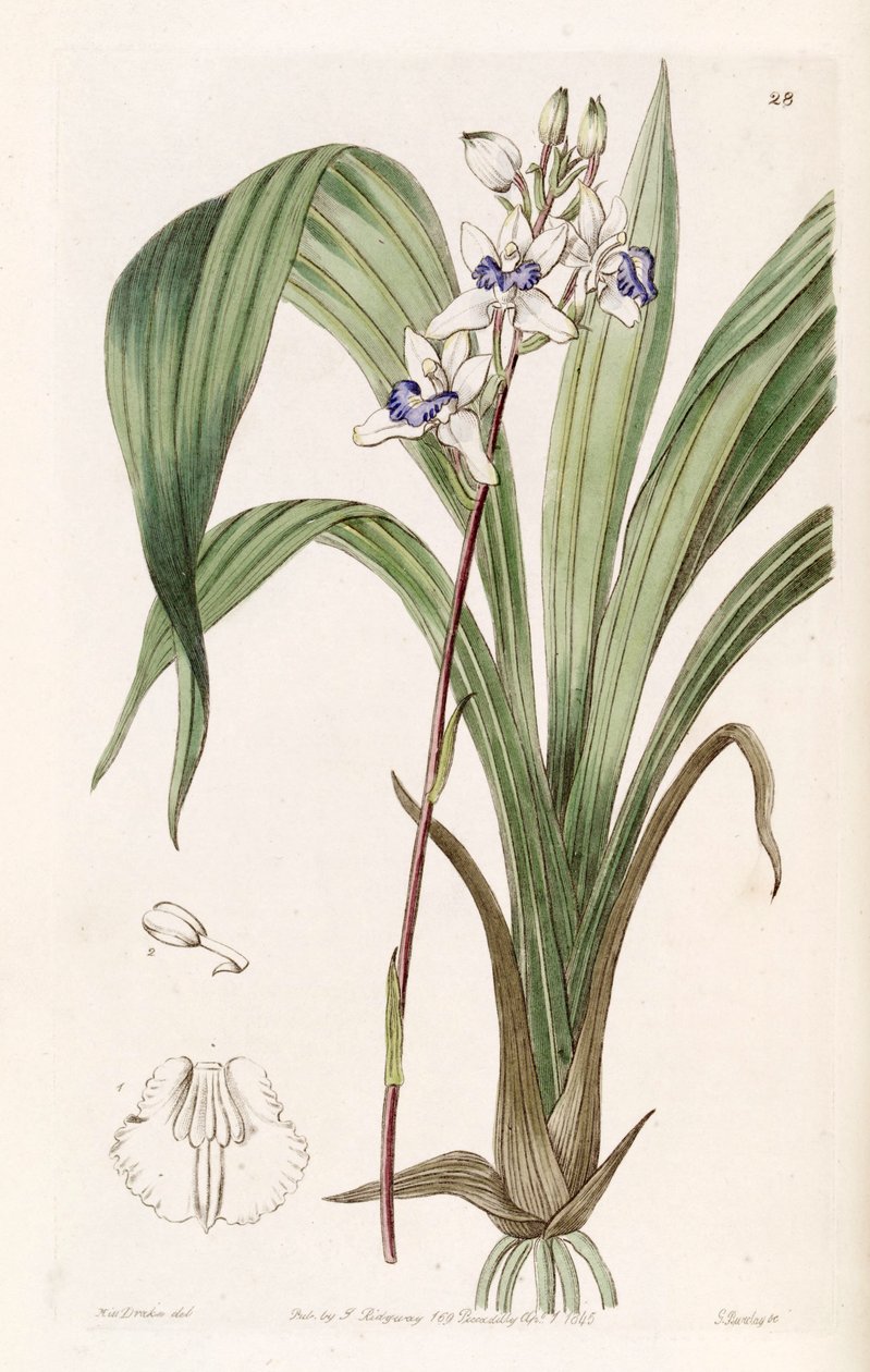 Warreella cyanea（as.Warrea cyanea） 作者 德雷克小姐