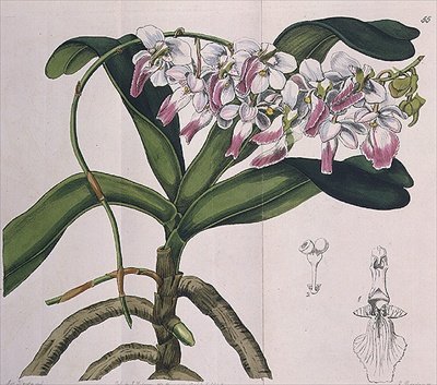 Aerides Crispum（兰花）由I.Ridgway出版 作者 德雷克小姐