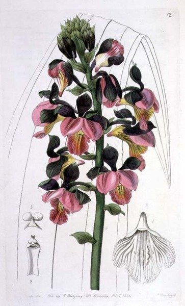 Orchis Lissochilus Roseus，由I. Ridgway出版。 作者 德雷克小姐