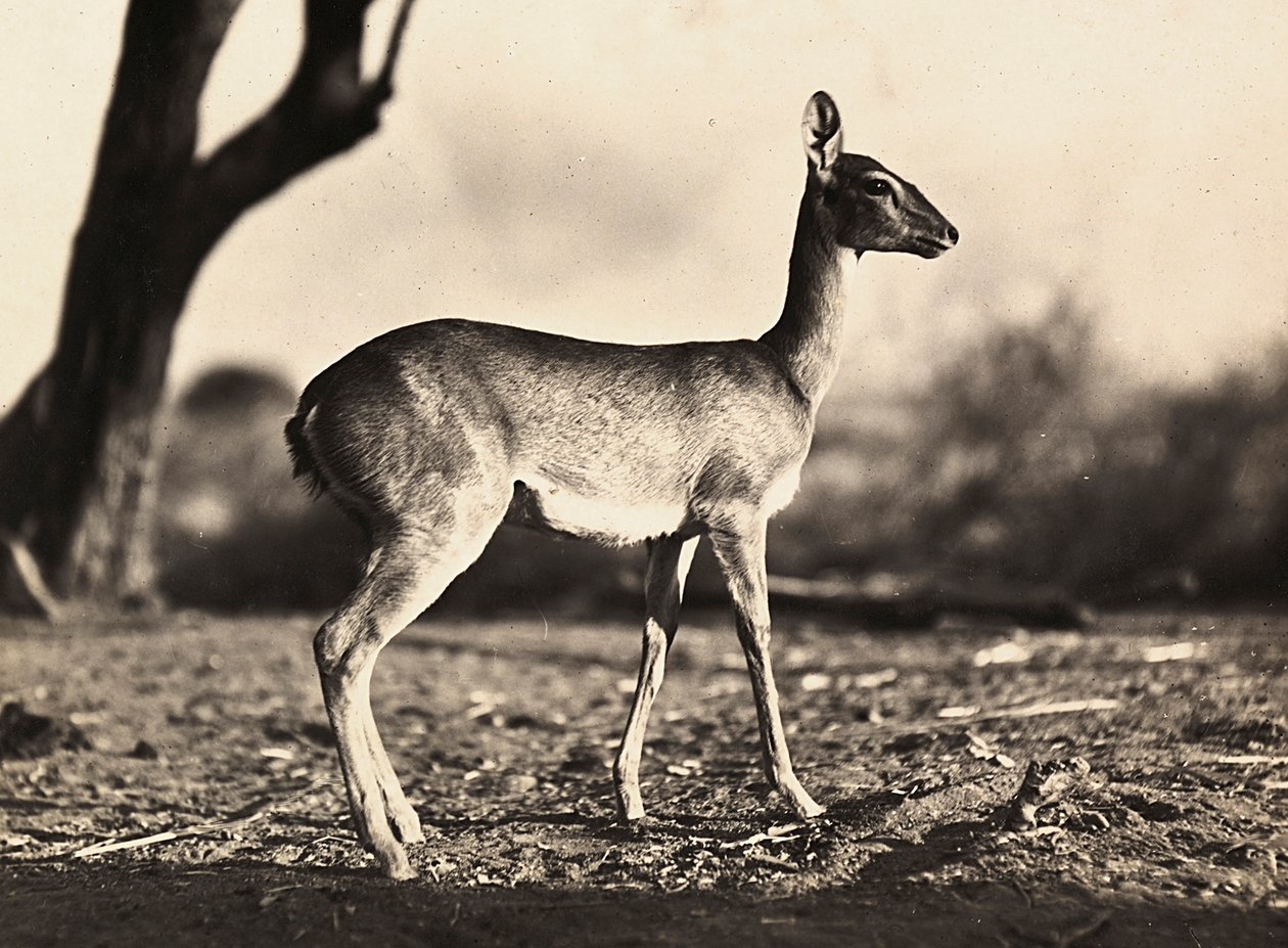 Building an Empire in the Fascist age: a goat of Setit, 09/05/1936 (b/w photo) 作者 莫迪斯蒂诺·巴尔迪内蒂