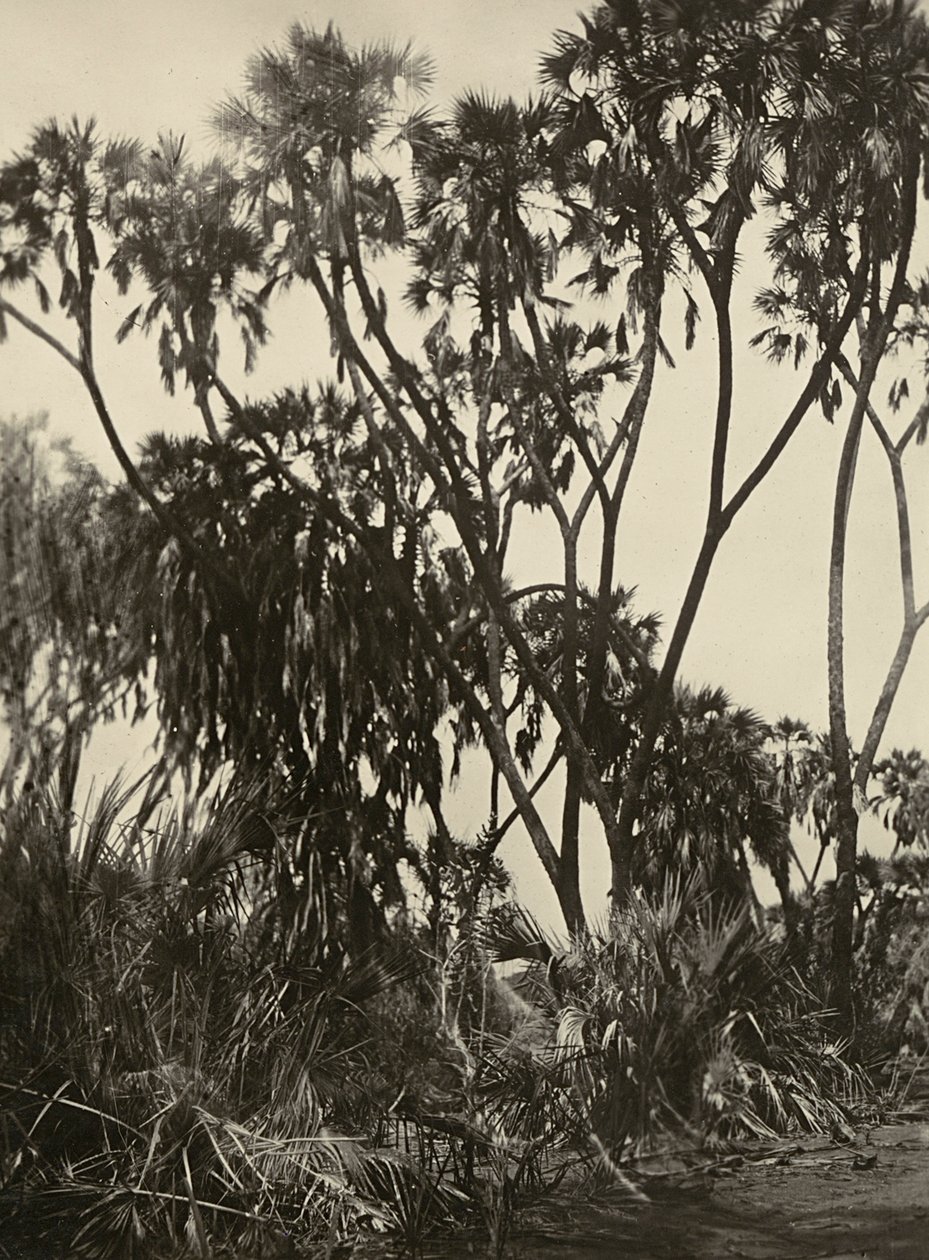 在法西斯时代建立一个帝国：杜姆棕榈树林，1936年5月9日（黑白照片）。 作者 莫迪斯蒂诺·巴尔迪内蒂