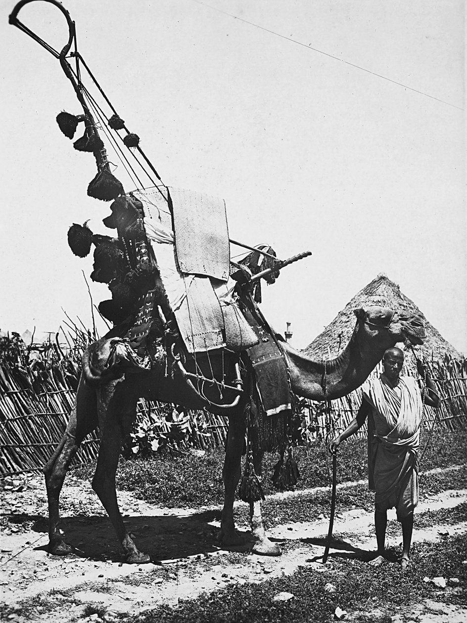 在法西斯时代建立一个帝国：为婚礼仪式提供装饰的骆驼，1936年5月9日（黑白照片）。 作者 莫迪斯蒂诺·巴尔迪内蒂