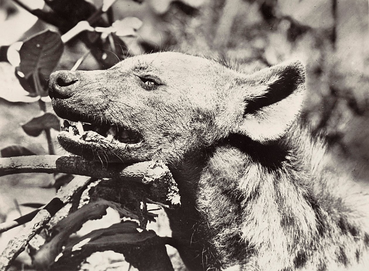 Building an Empire in the Fascist age: head of hyena, 09/05/1936 (b/w photo) 作者 莫迪斯蒂诺·巴尔迪内蒂