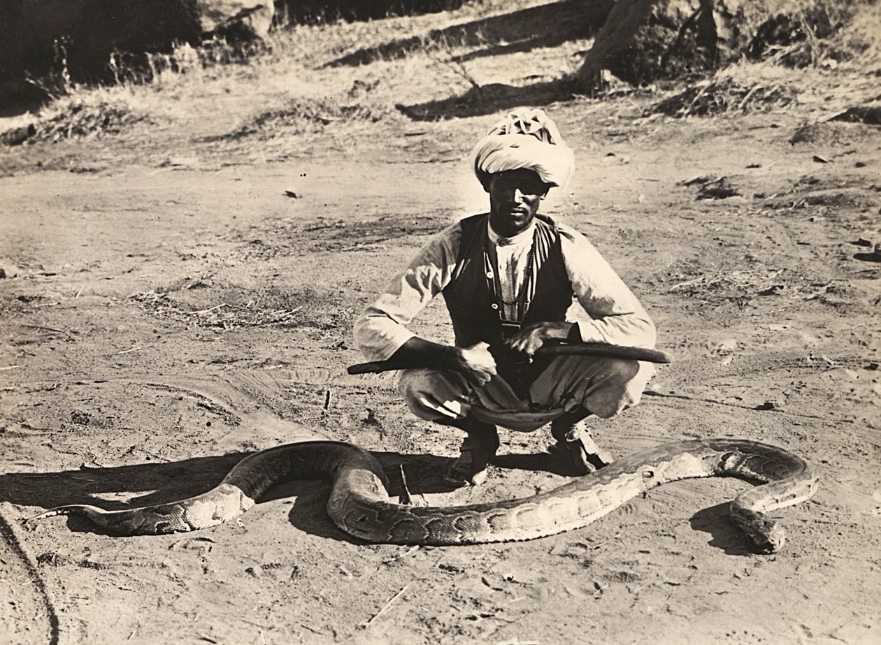 在法西斯时代建立一个帝国：土著人与一条蟒蛇，1936年5月9日（黑白照片 作者 莫迪斯蒂诺·巴尔迪内蒂