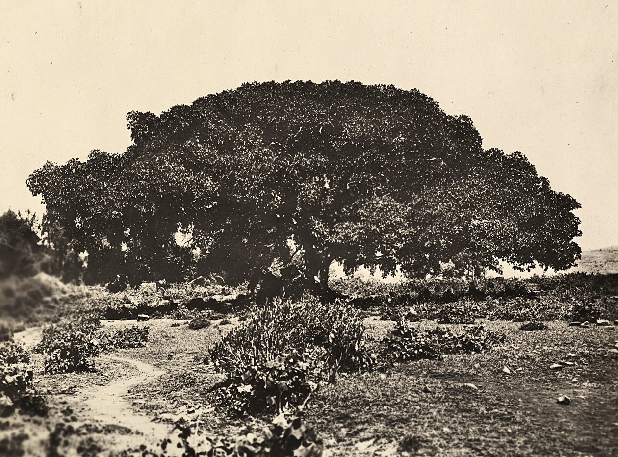 在法西斯时代建立一个帝国：西科莫罗，1896年在阿杜瓦的意大利囚犯法庭，1936年5月9日（黑白照片）。 作者 莫迪斯蒂诺·巴尔迪内蒂
