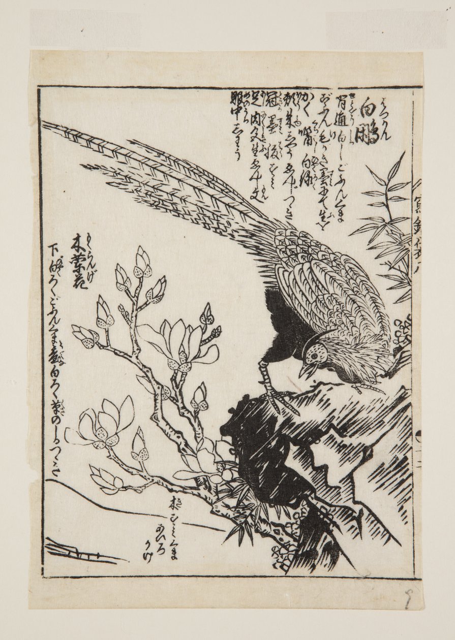 野鸡和木兰（彩色木版画） 作者 莫里库纳莫里库纳