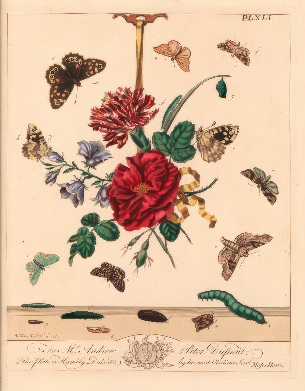 角影蛾，Phlogophora meticulosa，橡树钩梢，Watsonalla binaria，Mother Shipton蛾，Callistege mi，斑点木蝴蝶，Paraege aegeria，条纹钩梢，Watsonalla cultraria，棕色中国商标，Elophila nymphaeata和荣誉女仆，臀部 作者 摩西·哈里斯