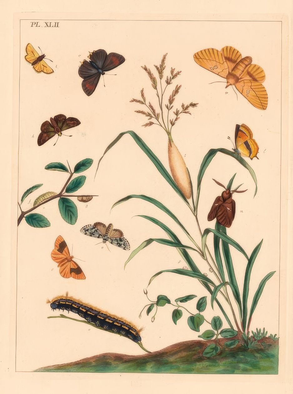 酒蛾，Euthrix马铃薯，褐发，Thecla betulae，大船长，Ochlodes sylvanus，小船长，Thymelicus sylvestris，稀缺的奇迹，Dipthera runica和禁止的伞形目，Pulgodis pulveraria 作者 摩西·哈里斯