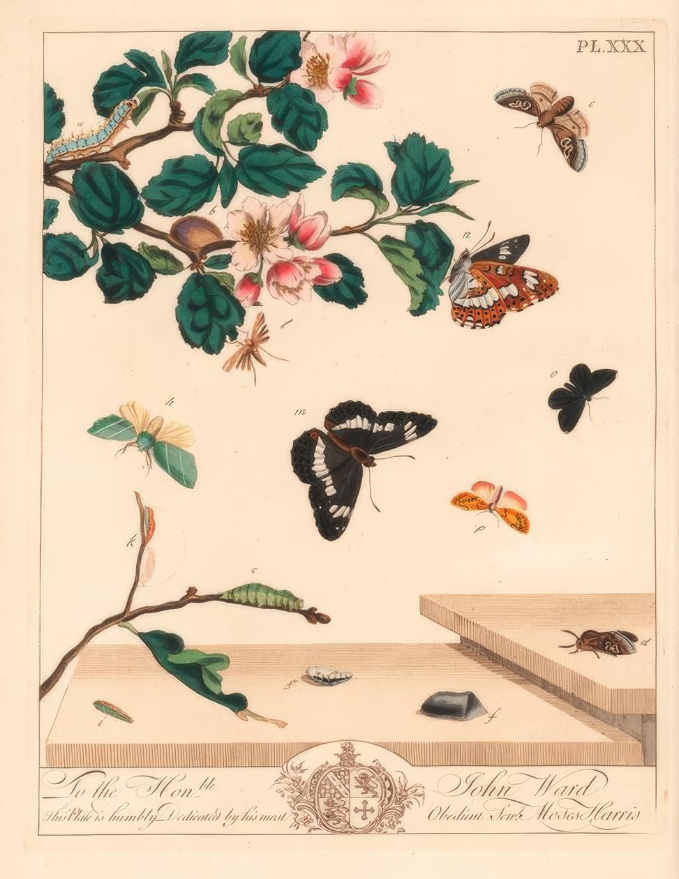 八个飞蛾的图，Diloba caeruleocephala，白海军上将，Artmenis，烟囱清扫器，Odezia atrata，红拱蛾，Callimorpha miniata，棕色羽蛾，Pterophorus pterodactylus，稀缺银线，Bena bicolorana和鼻烟蛾，Hypen 作者 摩西·哈里斯