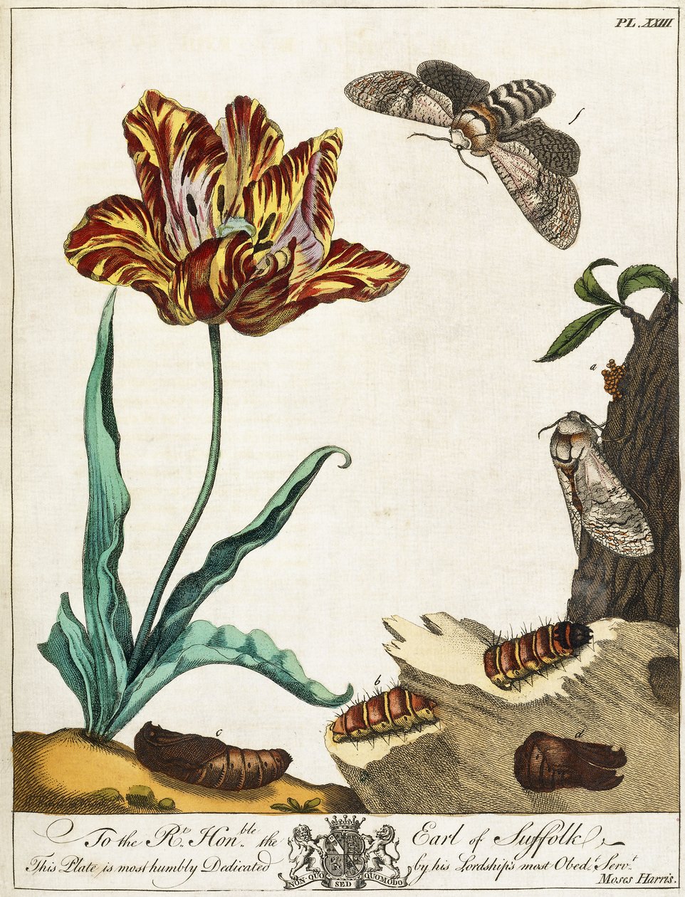 飞蛾的生命周期，第23页，摘自“英国昆虫的奥勒利安自然史”，1778年 作者 摩西·哈里斯