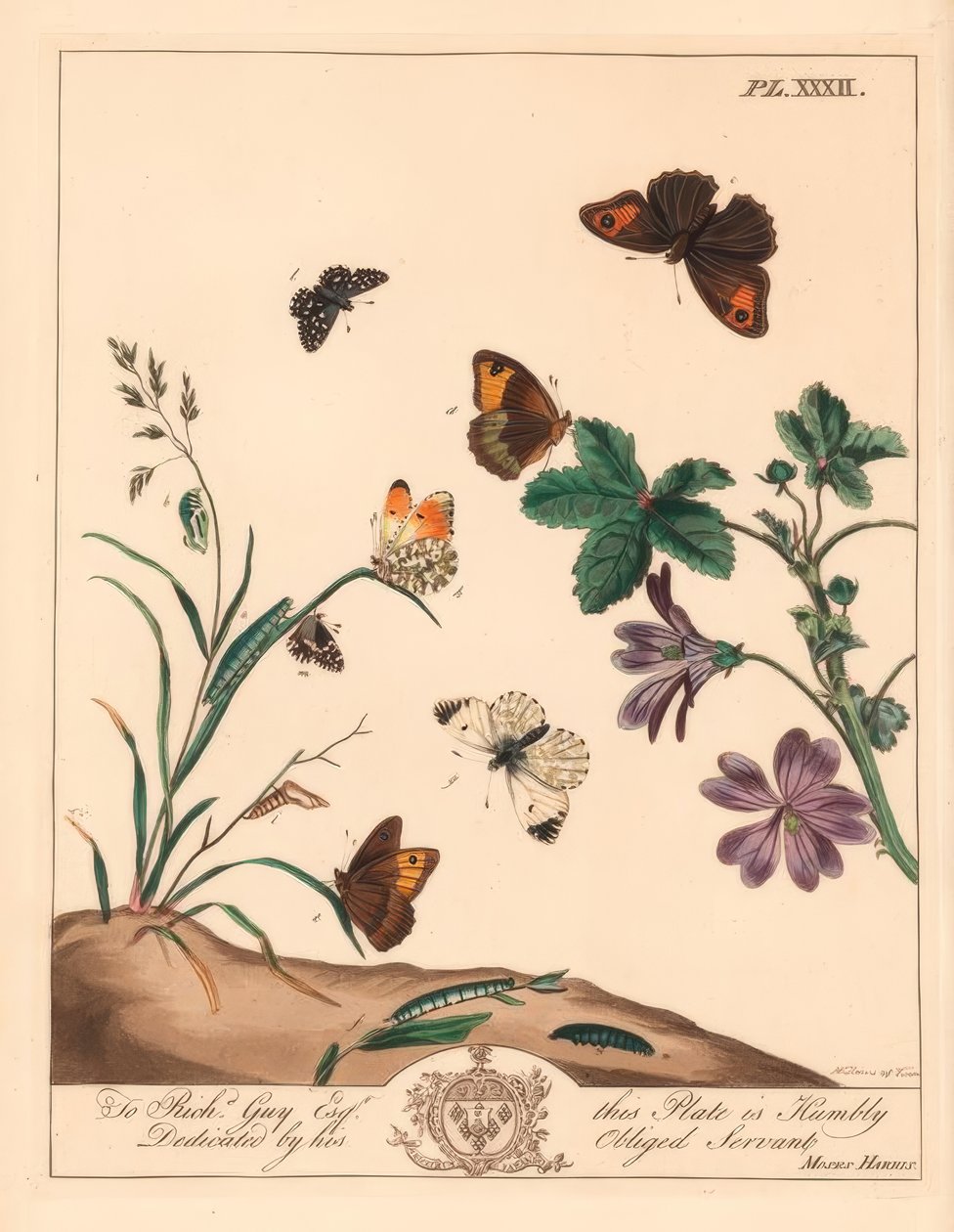 草甸棕蝴蝶，马尼拉（Maniola jurtina），木质淑女或橙色小尖，Anthocharis cardamines和灰白的船长，Pyrgus肺泡 作者 摩西·哈里斯