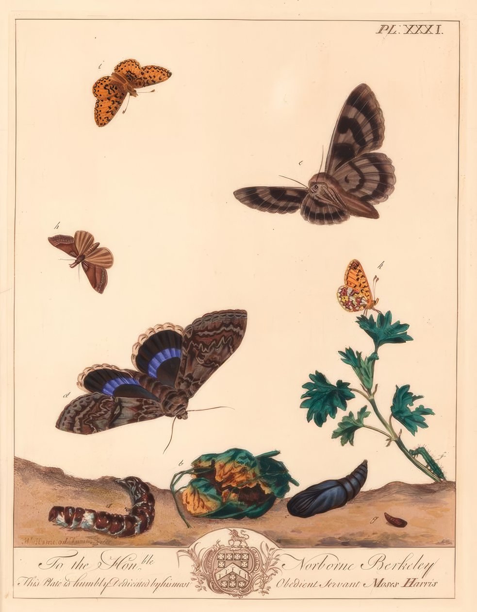 Small pearl bordered fritillary butterfly, Boloria selene, and Clifden nonpareil moth, Catocala fraxini 作者 摩西·哈里斯