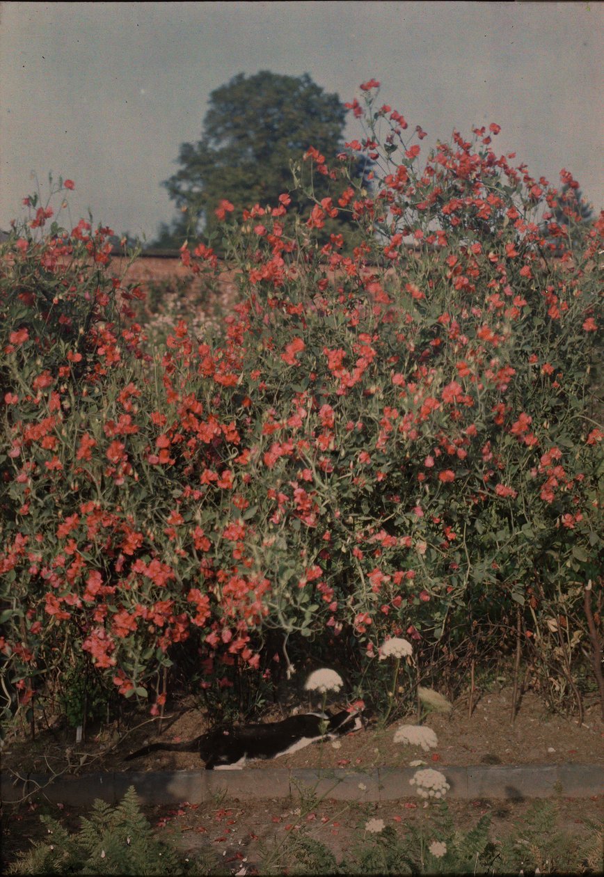 猫和甜豆，约1907年。 作者 苔藓