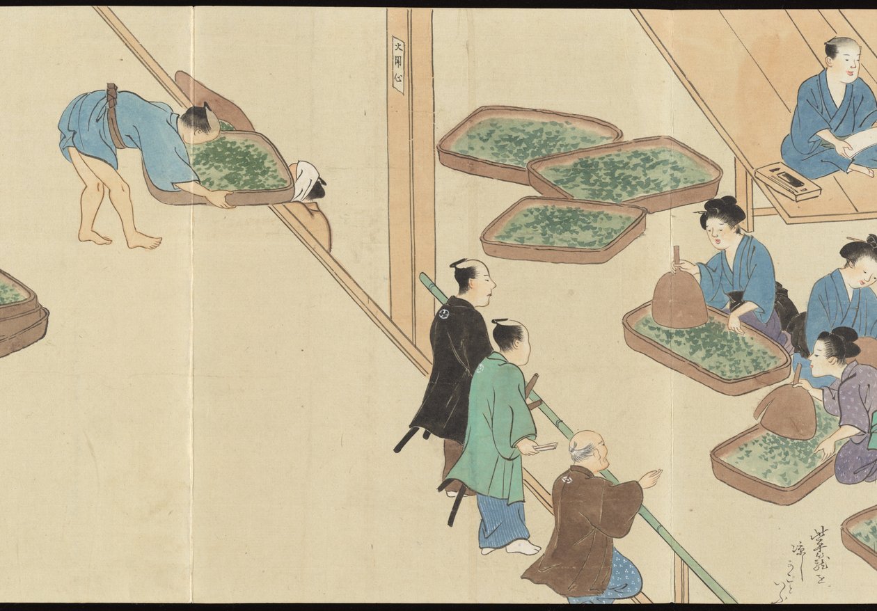 宇治茶叶生产图解 作者 