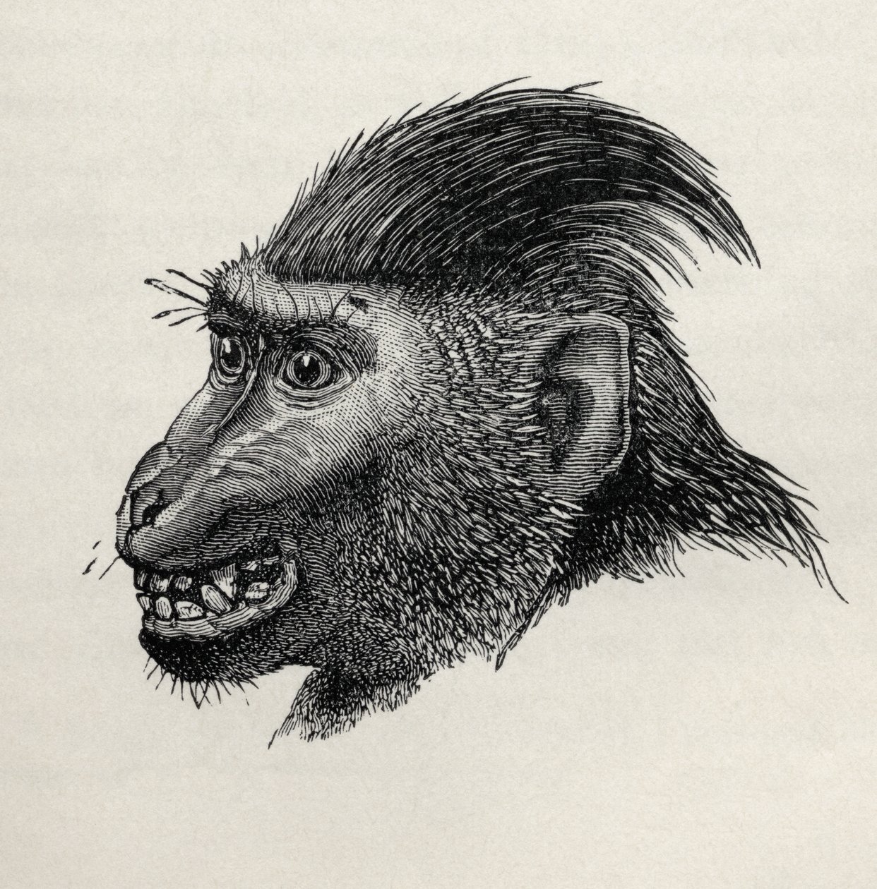 Cynopithecus niger喜欢被抚养，来自查尔斯达尔文的“人与动物情感的表达”，1872年 作者 沃尔夫先生