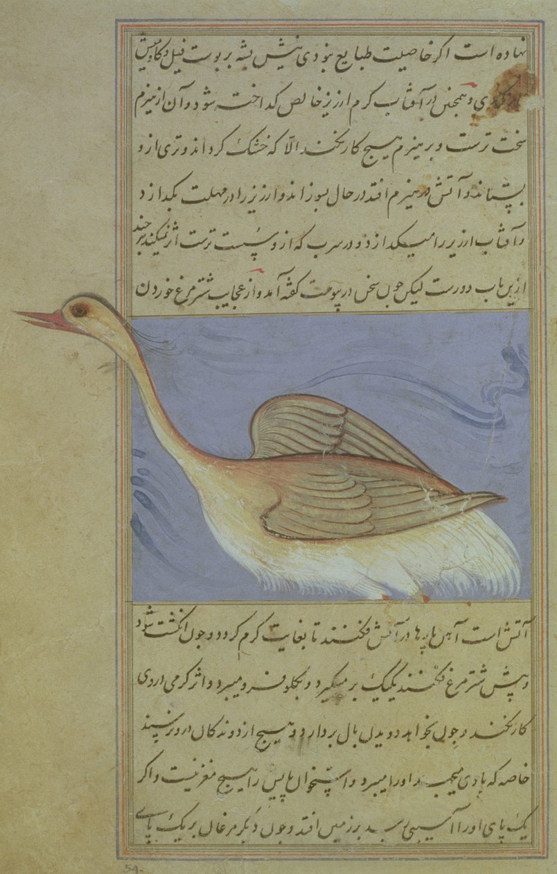 一只天鹅，来自Nuzhat-Namah IAlai，1599（1007 Hijra） 作者 莫卧儿学校