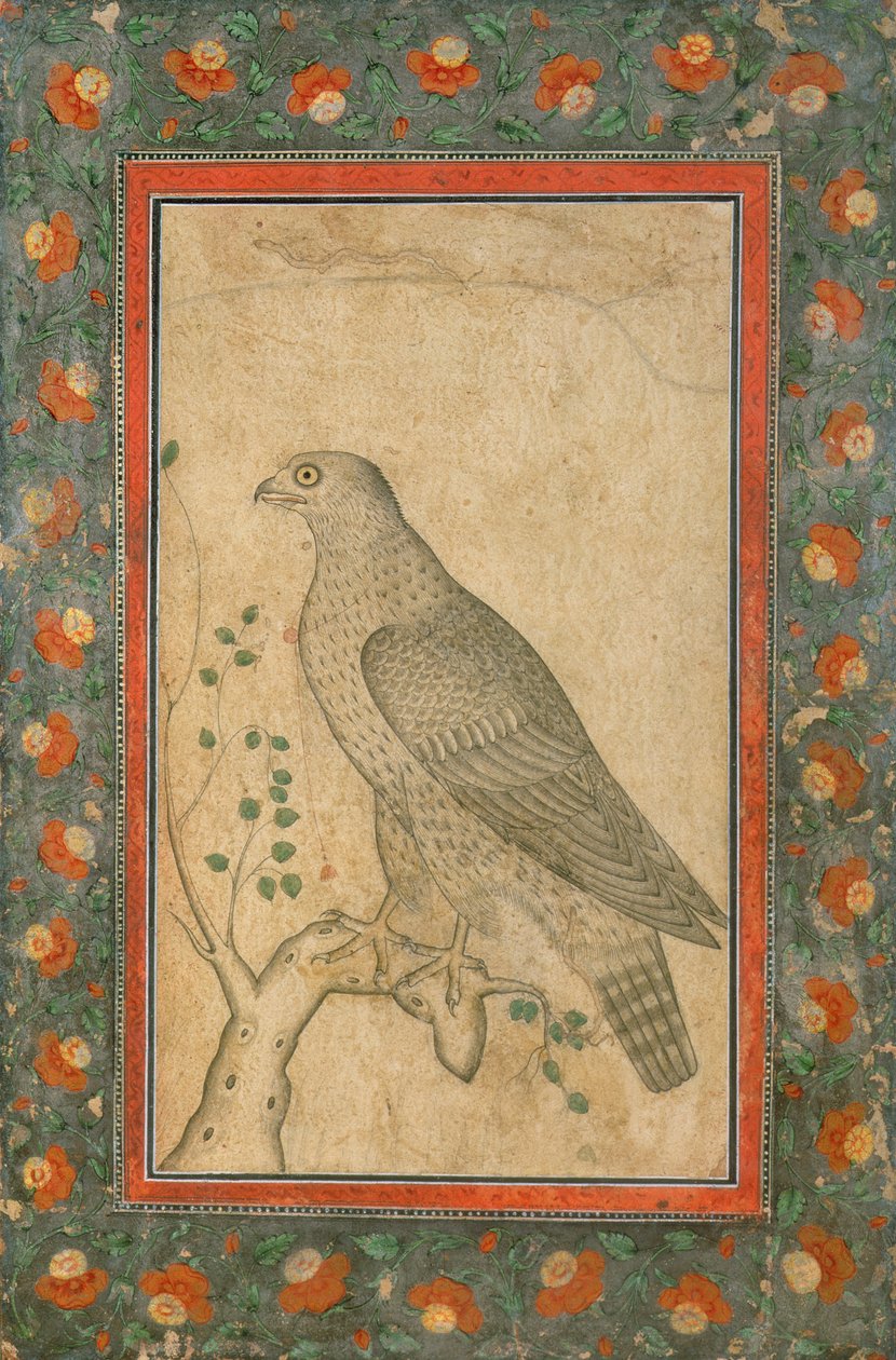 猎鹰栖息在一个绿叶的树桩上，c.1650 作者 莫卧儿学校