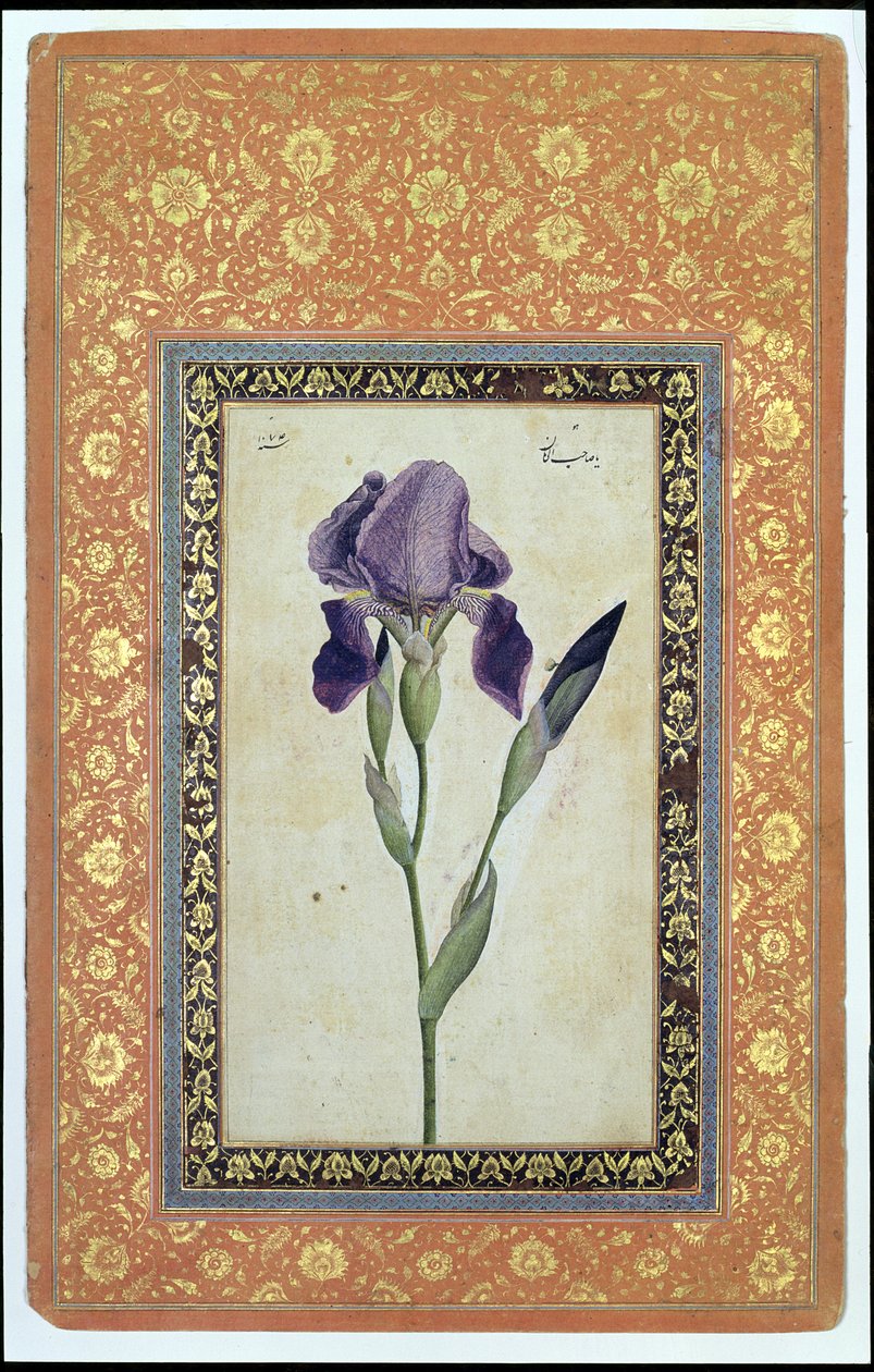 Blue Iris，1663-64（不透明的wc和纸上的墨水） 作者 穆罕默德·扎曼（Muhammad Zaman）