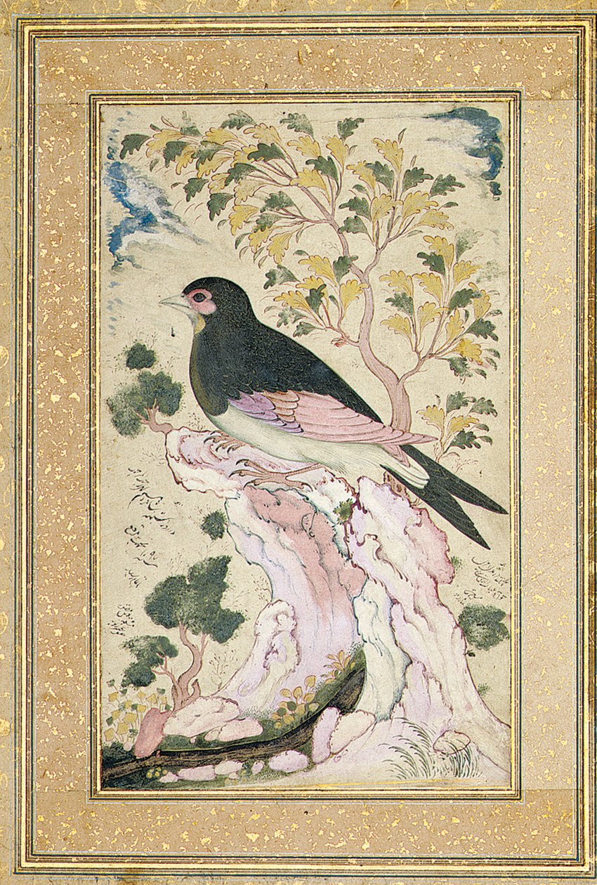 鸟栖息在岩石上，1684年 作者 穆因·穆萨维维尔（Muin Musavvir）