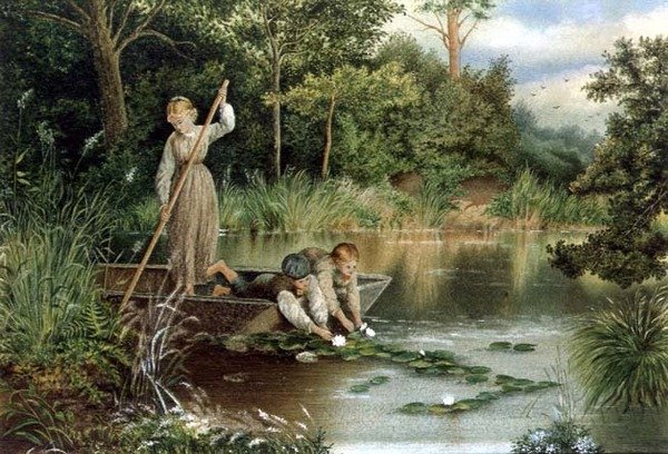 采集百合花 作者 迈尔斯·比克（Myles Birket）（之后）福斯特（Foster）
