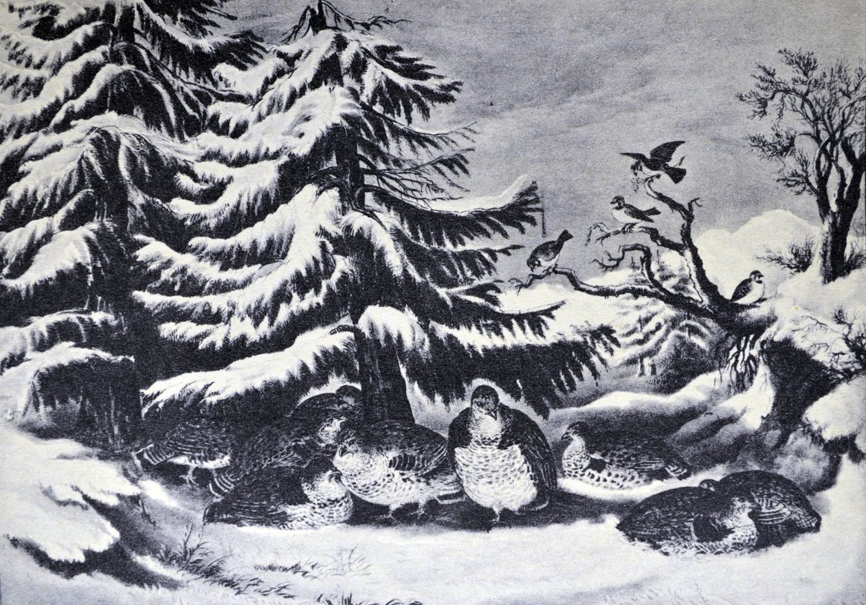 Currier＆Ives插图19世纪。在冬天下雪，荷叶边松鸡 作者 N. and Ives，JM库里尔