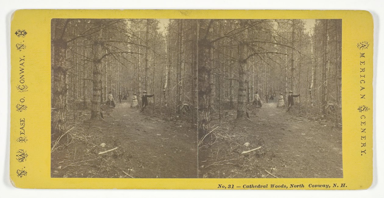 Cathedral Woods, North Conway, N.H., 19世纪中期。 作者 西北皮斯