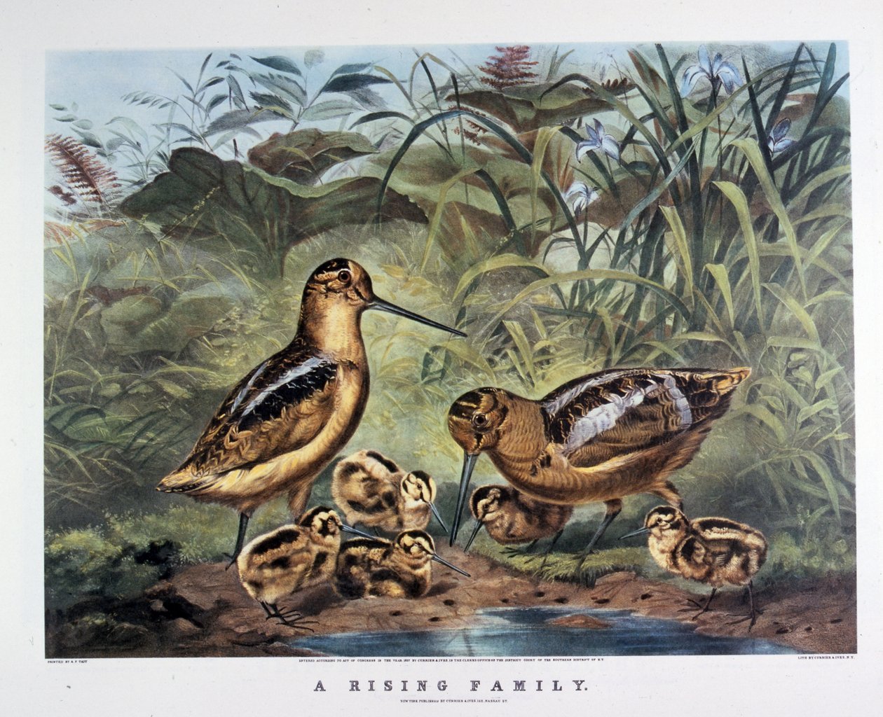 一个家庭的崛起作者：阿瑟-泰特 .1857（石版画） 作者 N. 和艾夫斯 JM (1824-95) 柯里尔