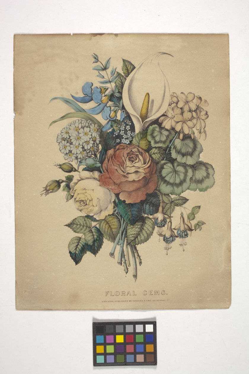 花卉宝石（手绘彩色石版画） 作者 N. 和 Ives JM (1824 95) 库里尔