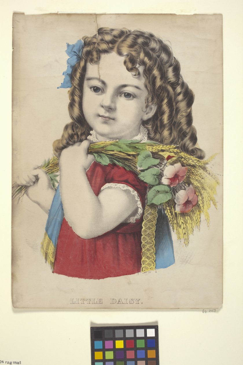 小雏菊（手绘石版画） 作者 N. 和 Ives JM (1824 95) 库里尔