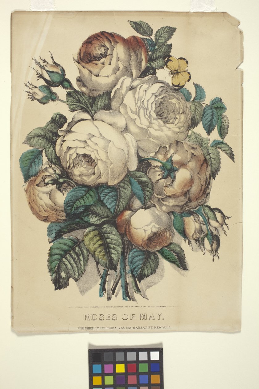 五月的玫瑰（手绘石版画） 作者 N. 和 Ives JM (1824 95) 库里尔
