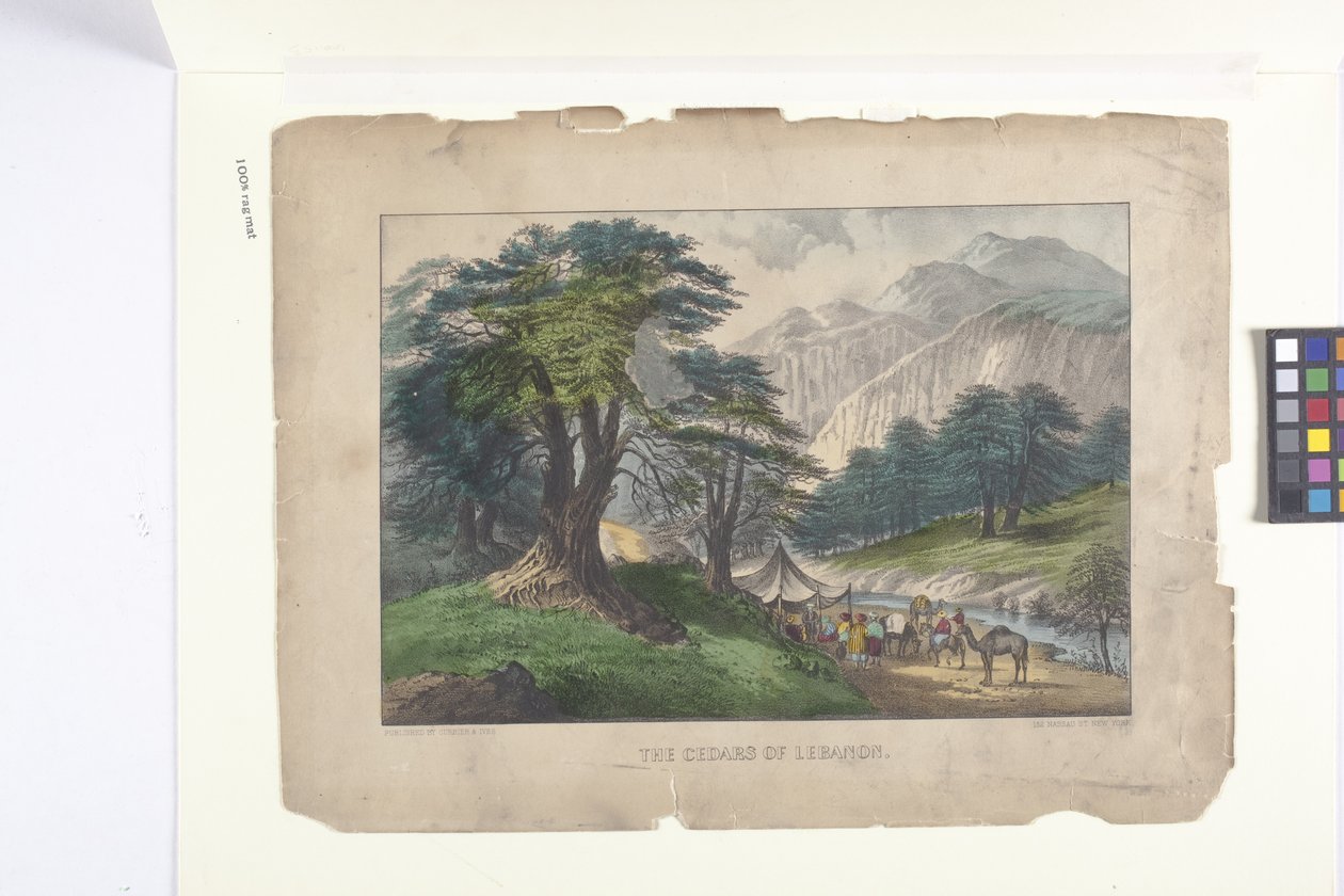 黎巴嫩雪松（手绘石版画） 作者 N. 和 Ives JM (1824 95) 库里尔
