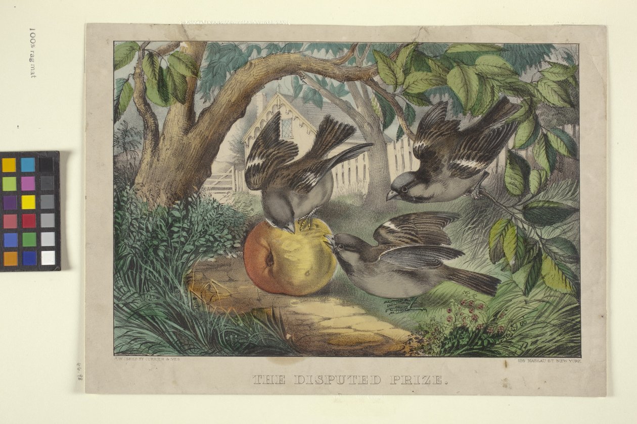 有争议的奖品（手绘版画） 作者 N. 和 Ives JM (1824 95) 库里尔