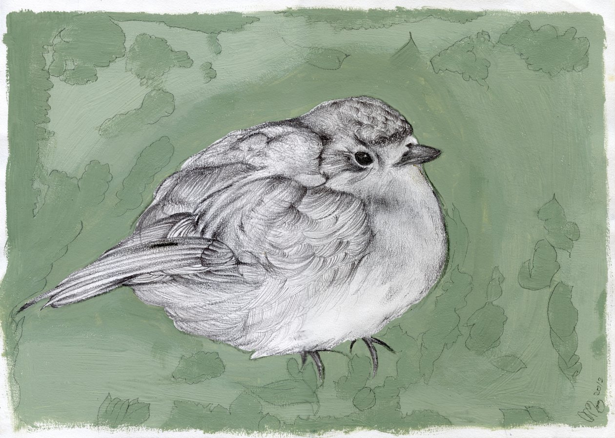 Plump Little Robin，2012，（水粉，铅笔在纸上） 作者 南希·莫尼兹·查拉拉姆布斯