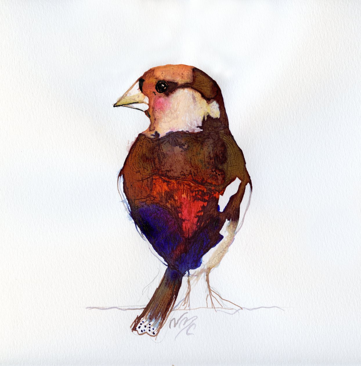 Blushing Hawfinch, 2017 作者 南希·莫尼兹·查拉拉姆布斯