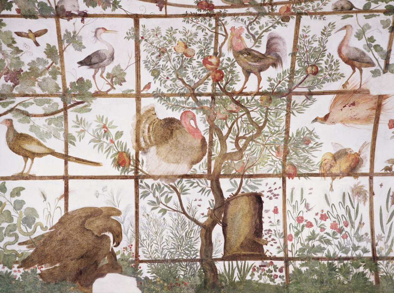 Francesco deMedici 1541-87的Studiolo研究前室详细装饰描绘了花园凉棚中的鸟类，1564-75壁画 作者 Bartolomeo Ammannati