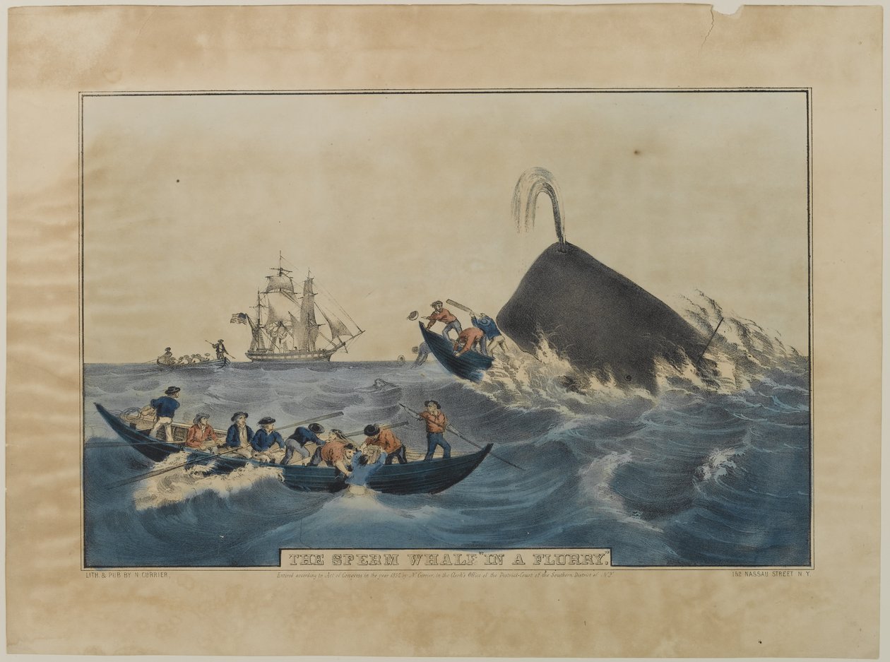 1852年由N. Currier出版的乱舞中的抹香鲸 作者 纳撒尼尔·卡里尔（Nathaniel Currier）
