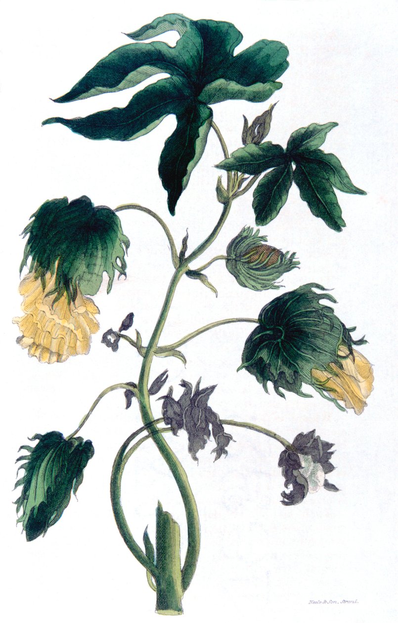 Gossypium - 棉花植物，1823年 作者 尼尔和儿子