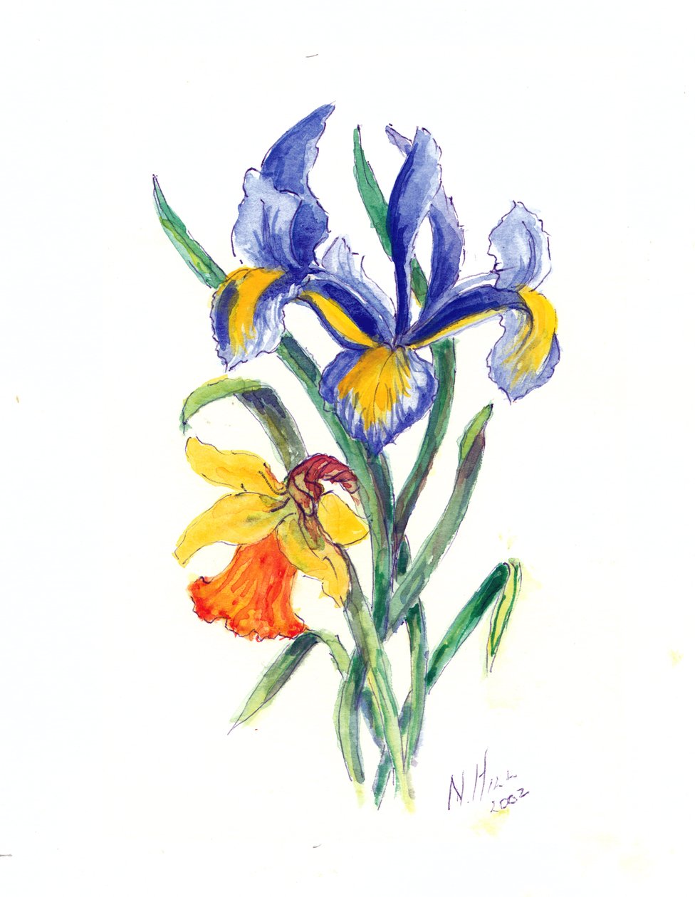 Blue Iris and Daffodil，2002（wc on paper） 作者 内尔·希尔