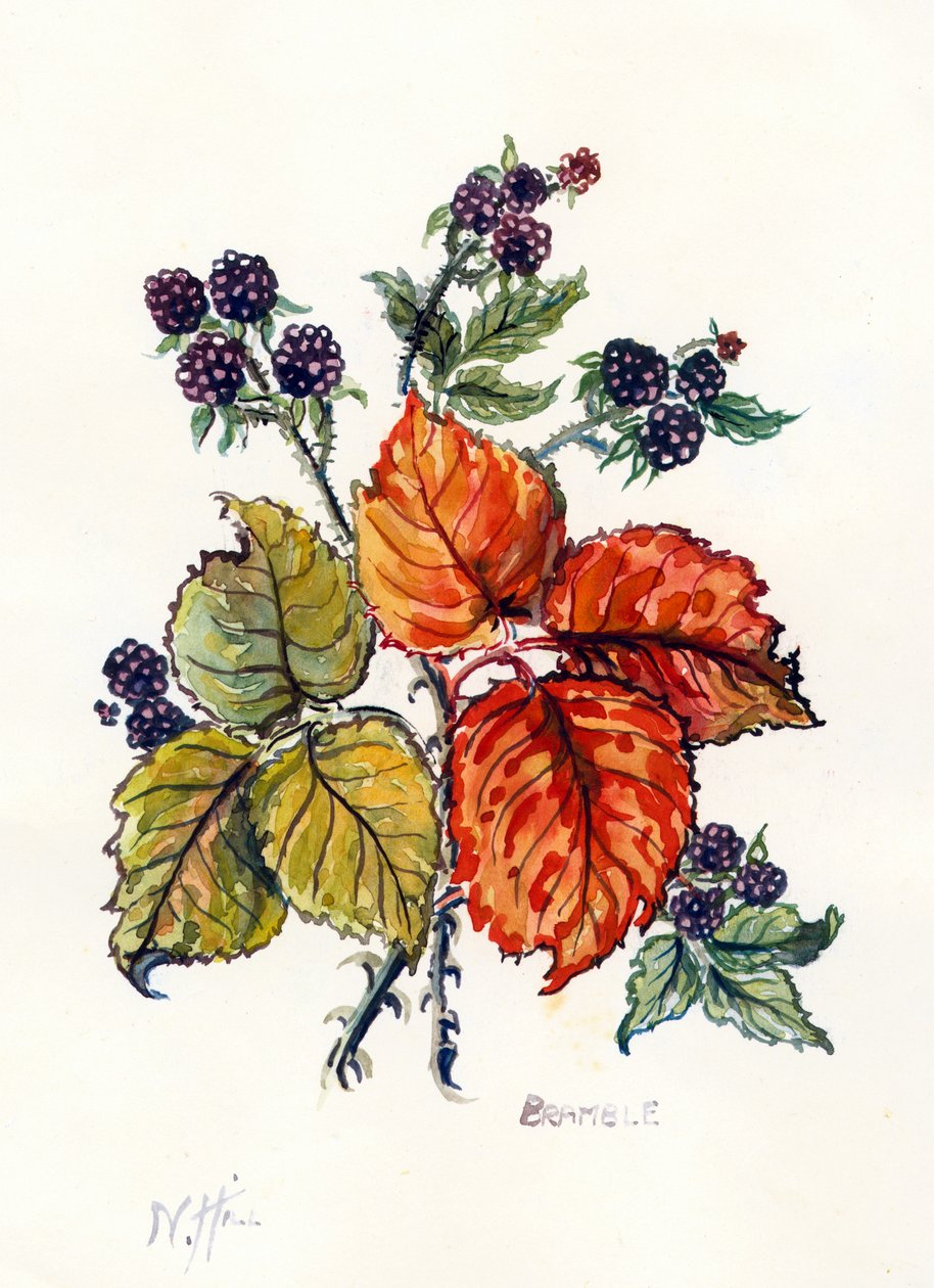 Bramble（纸上的wc） 作者 内尔·希尔