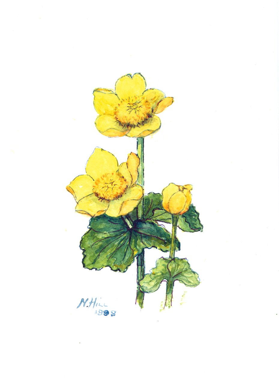 Marsh Marigold，1998年（纸上谈生） 作者 内尔·希尔