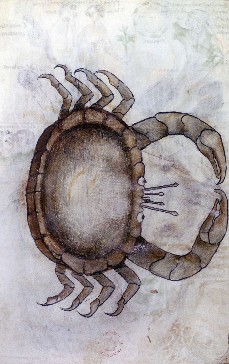 Sloane 3983 f.14v，一只螃蟹，代表巨蟹座的星座 作者 荷兰语学校