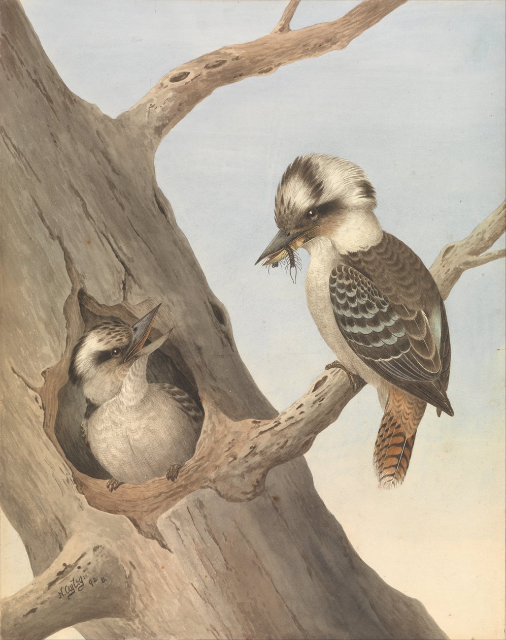 笑Kookaburra，Dacelo novaeguineae 作者 内维尔·惠普·凯利