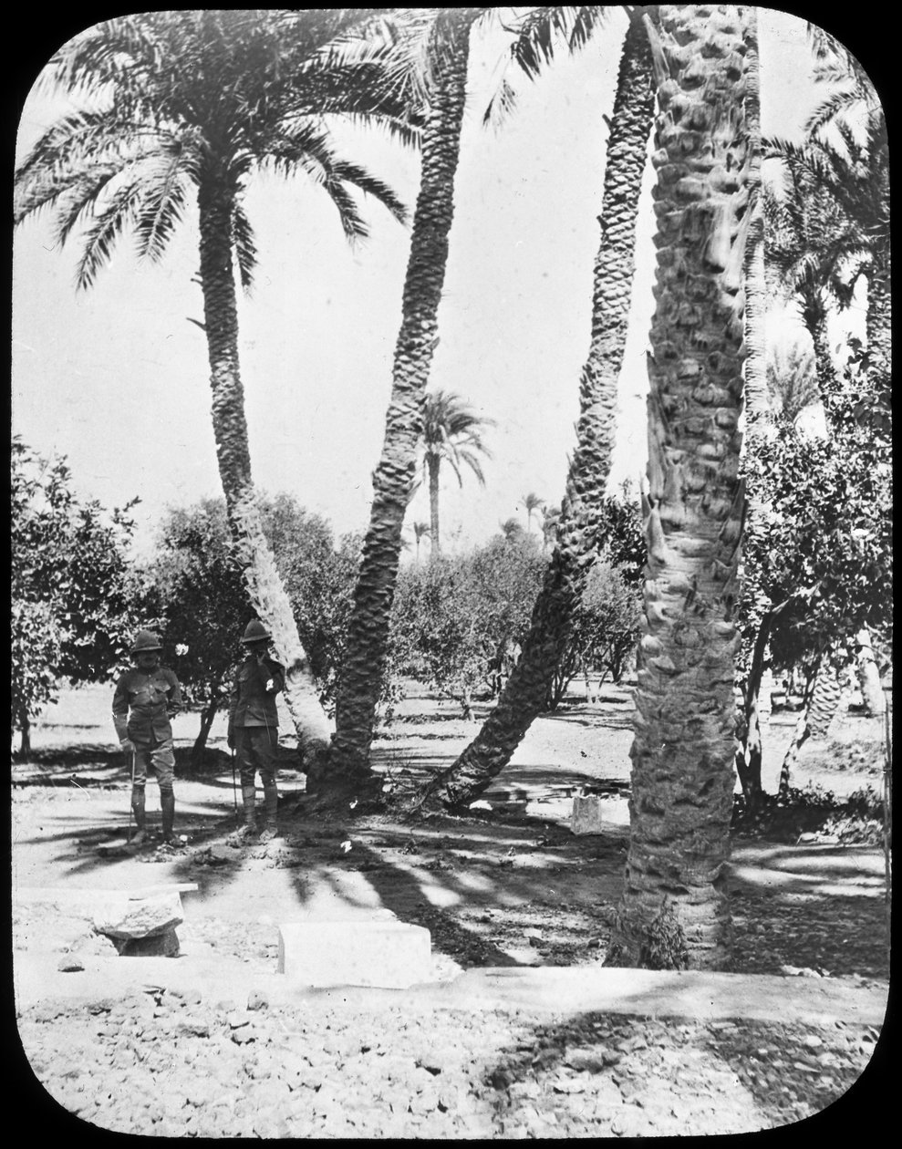 苏丹喀土穆，通用戈登斯花园，大约1890年 作者 牛顿公司
