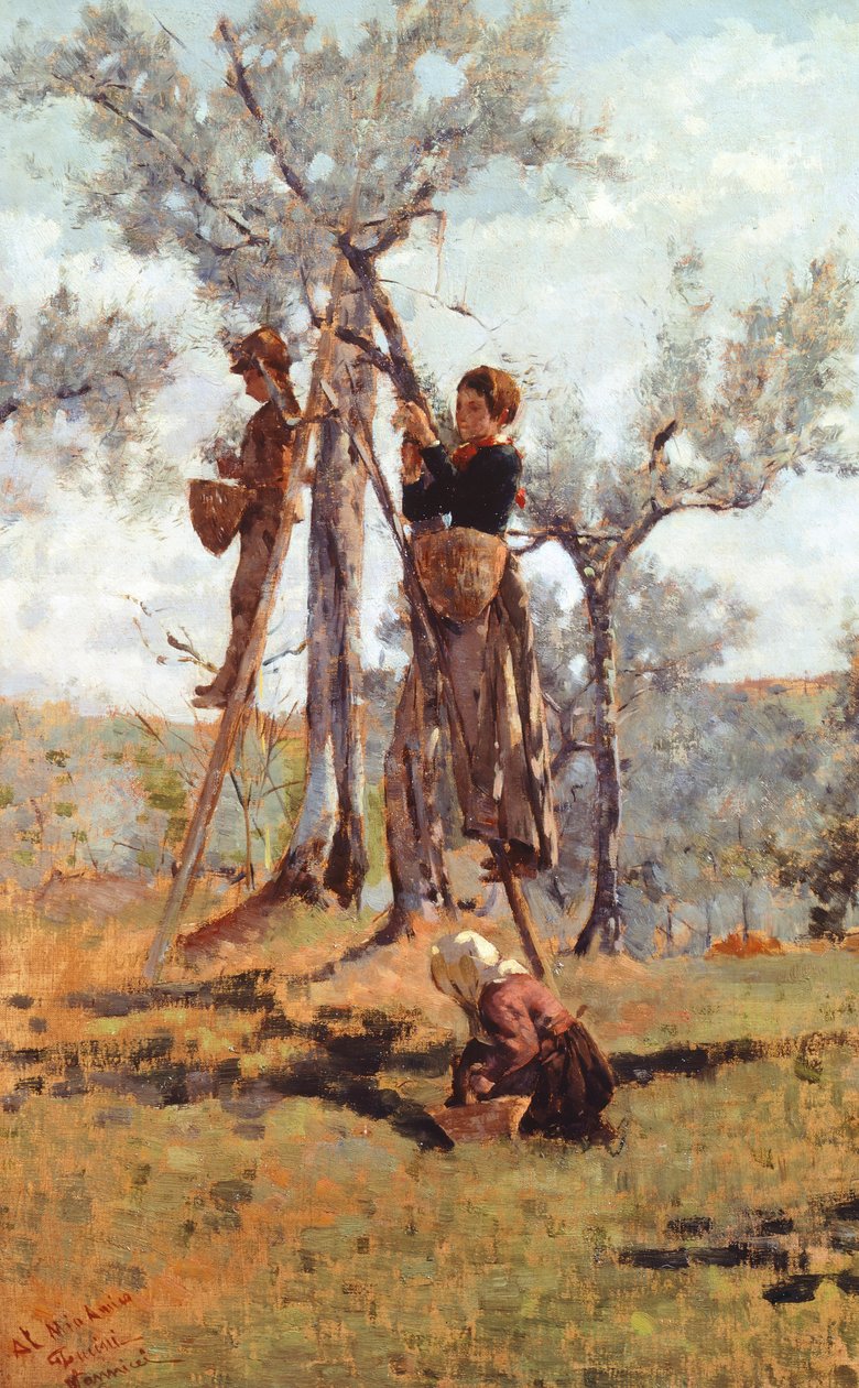 橄榄收获》，约 1892 年（布面油画） 作者 尼可可罗坎尼奇